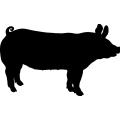 (image for) Pig 15 =