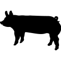 (image for) Pig 16 =