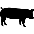 (image for) Pig 18 =