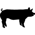 (image for) Pig 19 _
