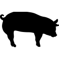 (image for) Pig 20 _