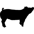 (image for) Pig 24 =