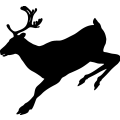 (image for) Reindeer 13 =