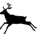 (image for) Reindeer 14 =