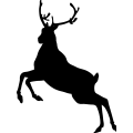 (image for) Reindeer 16 =
