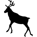 (image for) Reindeer 1 =