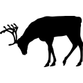 (image for) Reindeer 20 =