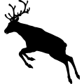 (image for) Reindeer 24 =