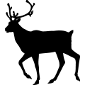 (image for) Reindeer 31 =