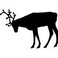 (image for) Reindeer 32 =