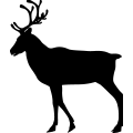 (image for) Reindeer 7 =