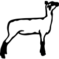 (image for) Sheep 006 =
