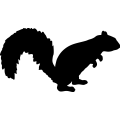(image for) Squirrel 017 _
