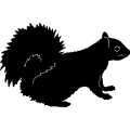 (image for) Squirrel 019 =