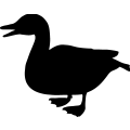 (image for) Duck 5 _