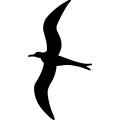 (image for) Frigatebird =