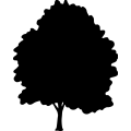(image for) Maple Tree =