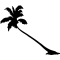 (image for) Palm Tree 169 _