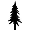 (image for) Pine Tree 145 =
