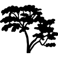 (image for) Tree 213 =