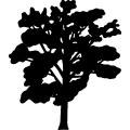 (image for) Tree 238 =