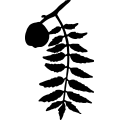 (image for) Walnut Tree Leaf =