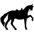 (image for) Horse Saddled 015 =