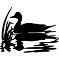 (image for) Pintail 1 =