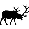 (image for) Bull Elk 013 _