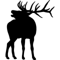(image for) Bull Elk 018 =