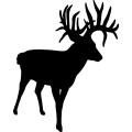 (image for) Deer 051 =