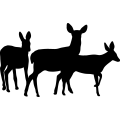 (image for) Deer Family 012 =