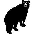(image for) Bear 033 =
