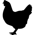 (image for) Chicken 0008 _