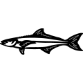 (image for) Cobia ~