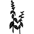 (image for) Plantlife 189 ~