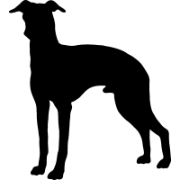 (image for) Italian Greyhound 2 _