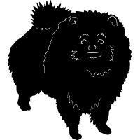 (image for) Pomeranian 3 =