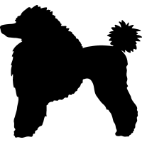 (image for) Poodle 5 _