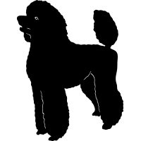 (image for) Poodle 8 =