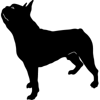 (image for) Boston Terrier 2 =