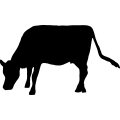 (image for) Cow 02 _
