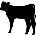 (image for) Cow 14 =