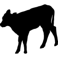(image for) Cow 17 =