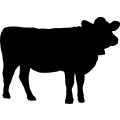 (image for) Cow 19 _