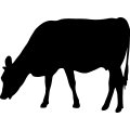(image for) Cow 1 =