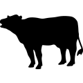(image for) Cow 1a _