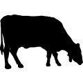 (image for) Cow 20 =