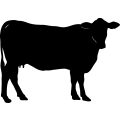 (image for) Cow 24 =