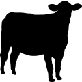 (image for) Cow 25 _